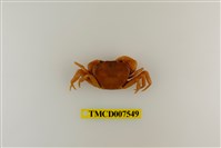 藏品(蔡氏澤蟹)的圖片